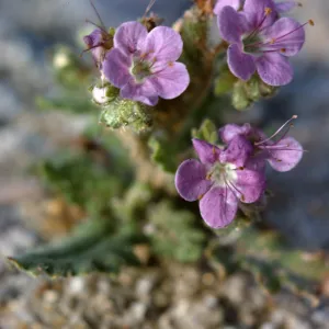 Phacelia crenulata
