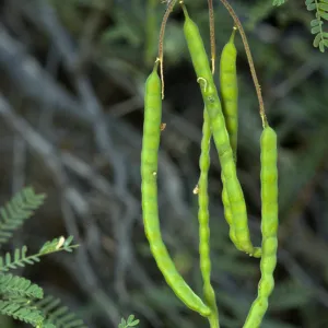 Prosopis grandulosa