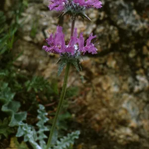 Salvia carduacea (Thistle Sage)