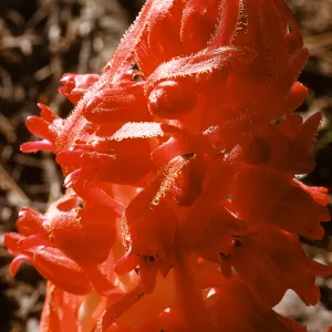 Sarcodes sanguinea, Snow Plant