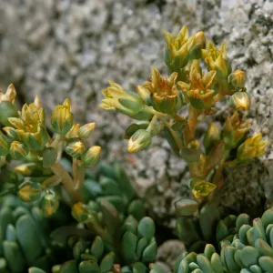 Sedum obtusatum