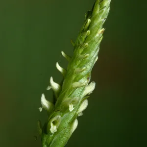Spiranthes porrifolia