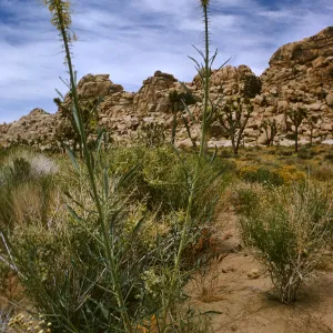 Stanleya pinnata