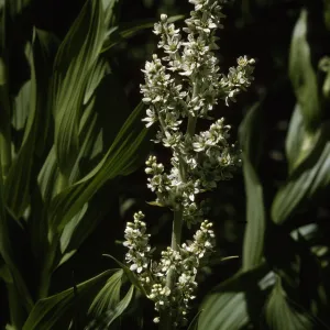 Veratrum californicum