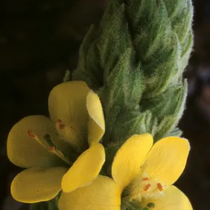 Verbascum thapsus