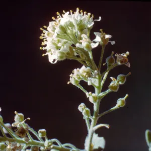 Cardaria pubescens var. elongata