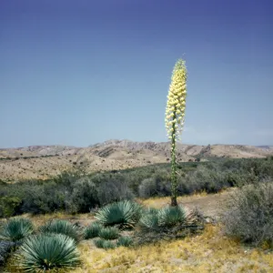 Yucca whipplei