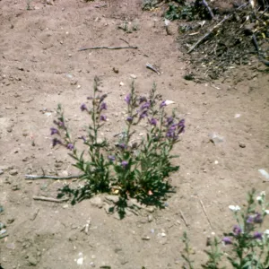 Scutellaria austiniae