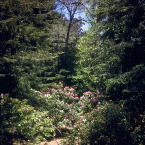 Rhododendron, Golden Gate Park