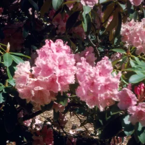 Rhododendron, Golden Gate Park