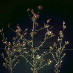 Cordylanthus rigidus