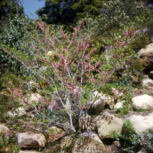Cercis occidentalis (Redbud)