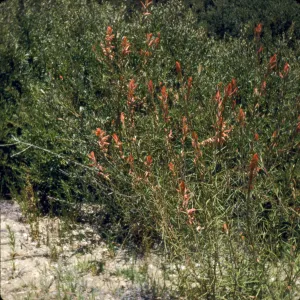 Castilleja linariifolia