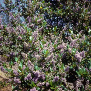 Ceanothus