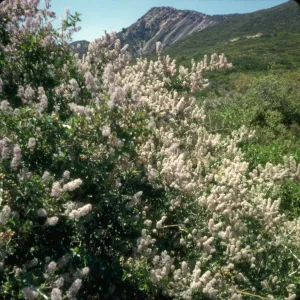 Ceanothus leucodermis