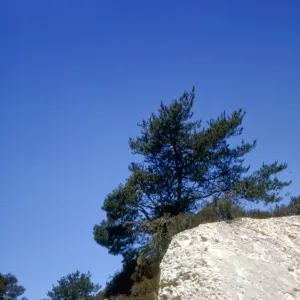 Pinus muricata (Bishop Pine)