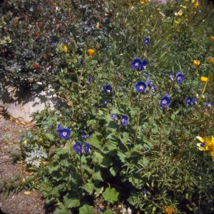 Phacelia viscida