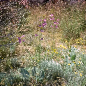 Penstemon heterodoxus and Eriophyllum confertiflorum