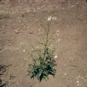 Nicotiana attenuata