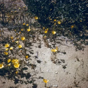 Mentzelia, on Mojave Desert Trip