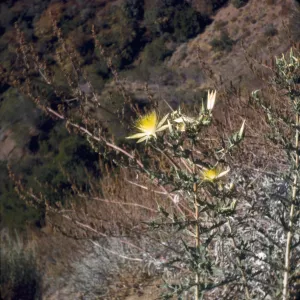 Mentzelia laevicaulis