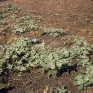 Eremocarpus setigerus