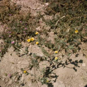 Mentzelia albicaulis