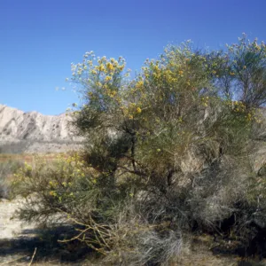 Lepidospartum squamatum