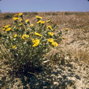 Grindelia latifolia