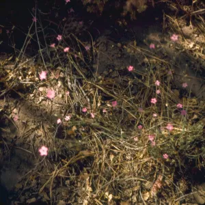 Gilia splendens