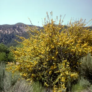 Fremontia (Flannel bush)