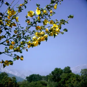 Fremontodendron californicum x hybrid, SBBG