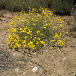 Eriophyllum confertiflorum
