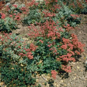 Eriogonum latifolium var. rubescens
