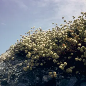 Eriogonum fasciculatum ssp. foliolosum