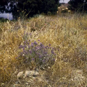 Eriastrum densifolium