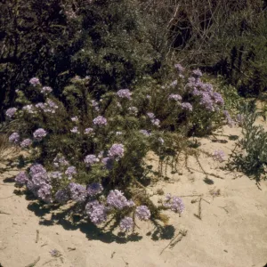 Eriastrum densifolium