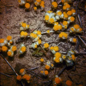 Eriophyllum pringlei