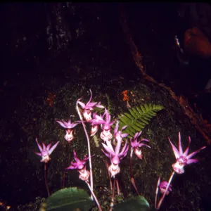 Calypso bulbosa
