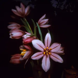 Fritillaria pluriflora (Adobe-Lily)