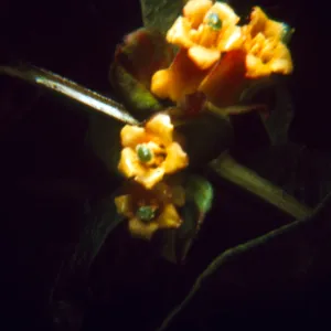 Lonicera involucrata (Twinberry)