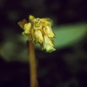 Monotropa hypopithys