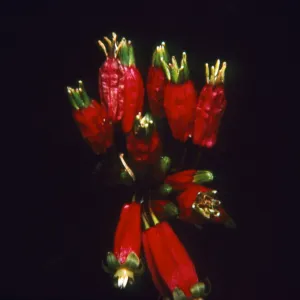 brodiaea ida-maia (Fire-Cracker flower)