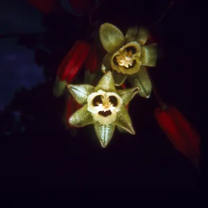 Brodiaea ida-maia (Fire-Cracker flower)