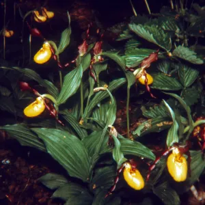 Cypripedium fasciculatum (Lady Slipper)