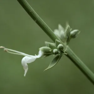 Salvia apiana (White Sge)