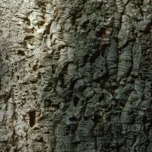 Quercus suber bark