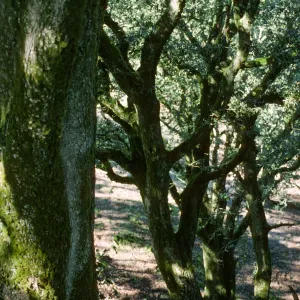 Quercus tomentella