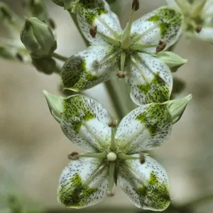 Swertia albomarginata