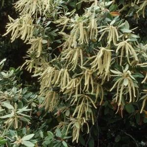 Lithocarpus densiflorus